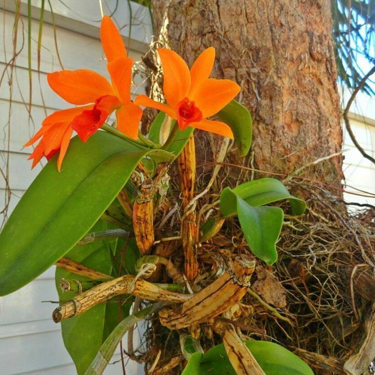 גוארויה Pousada Orquideas מראה חיצוני תמונה